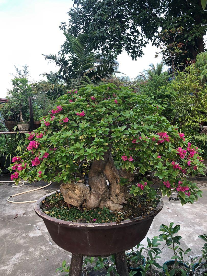 Bougainvillea Bonsai Gardening Flowers Plants On Carousell