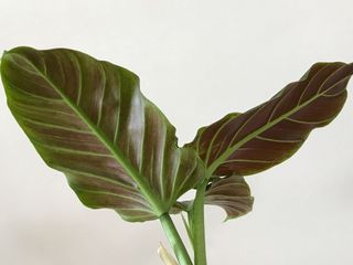 (Category: ) located in . Submitted by plantaddict (Listing ID 1003295940, Image 1). Description: .