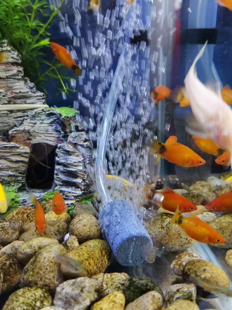 Usb氣泵尿袋供電停電 釣魚必備養魚 養蝦 金魚 龍魚 電子產品 其他 Carousell