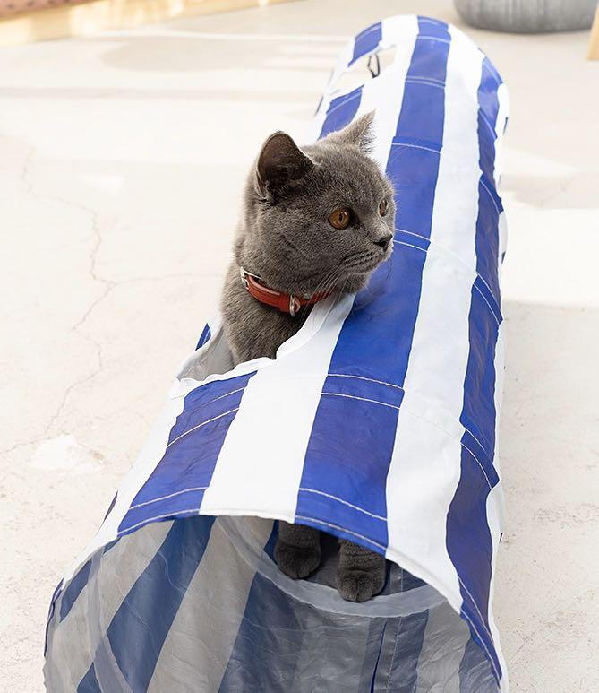 Cat Tunnel Pet Supplies For Cats Cat Accessories On Carousell