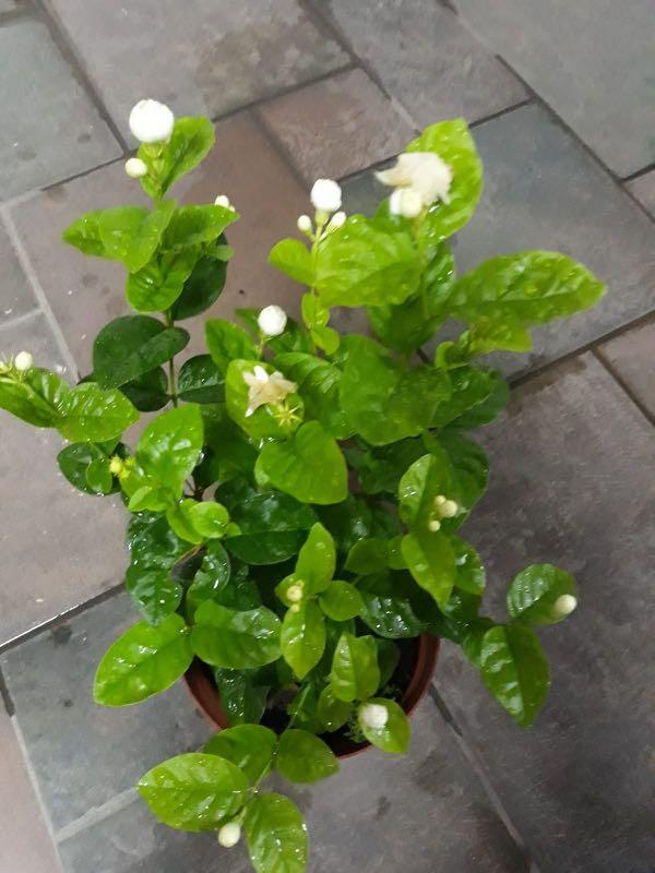 Jasmine Flowers Gardening Plants On Carousell
