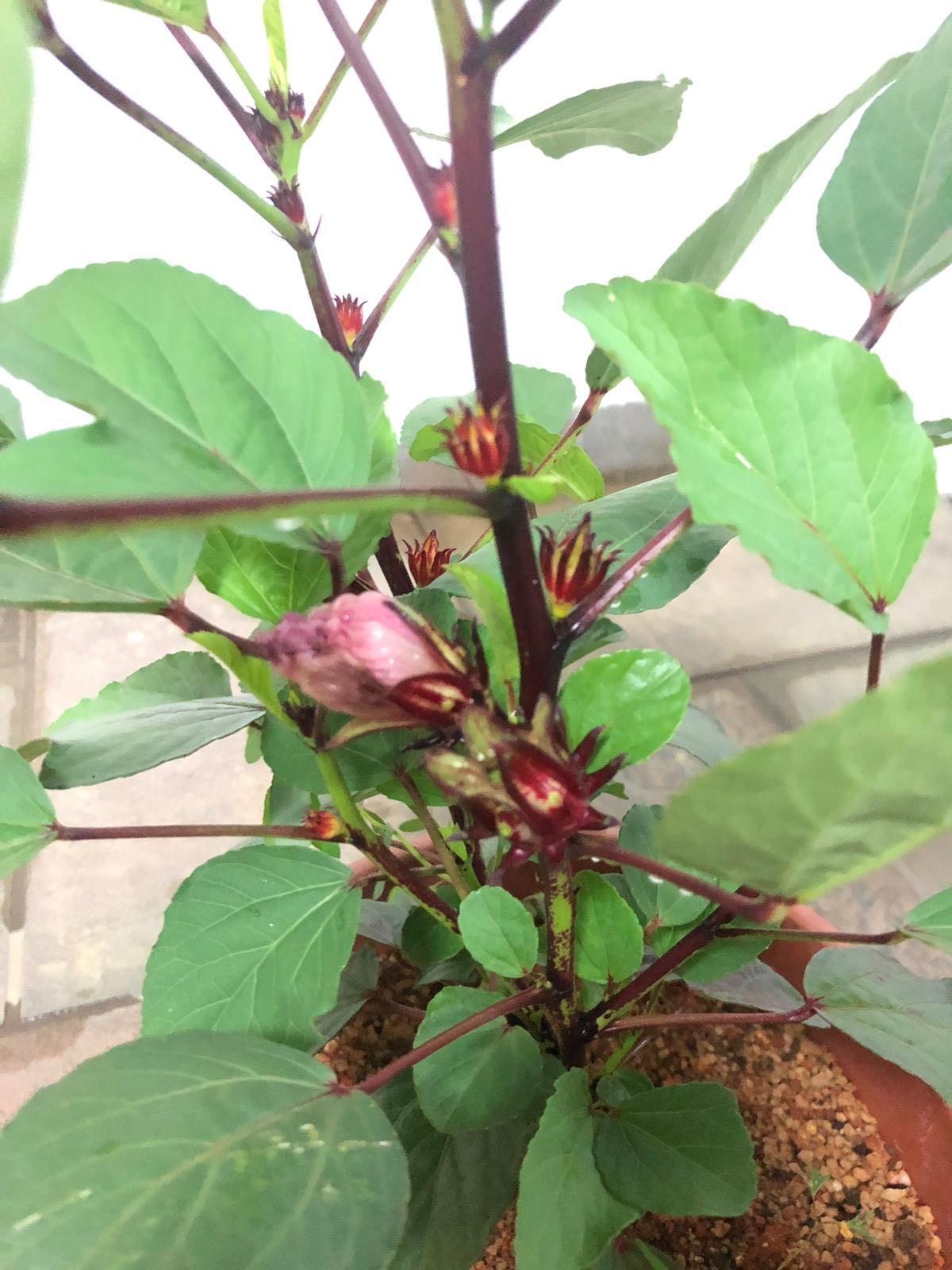 Ribena Plant Gardening Plants On Carousell