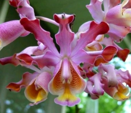 中南米原産の大型ラン。 Schomburgkia tibicinis。 中南米原産の大型ラン。 Schomburgkia tibicinis。