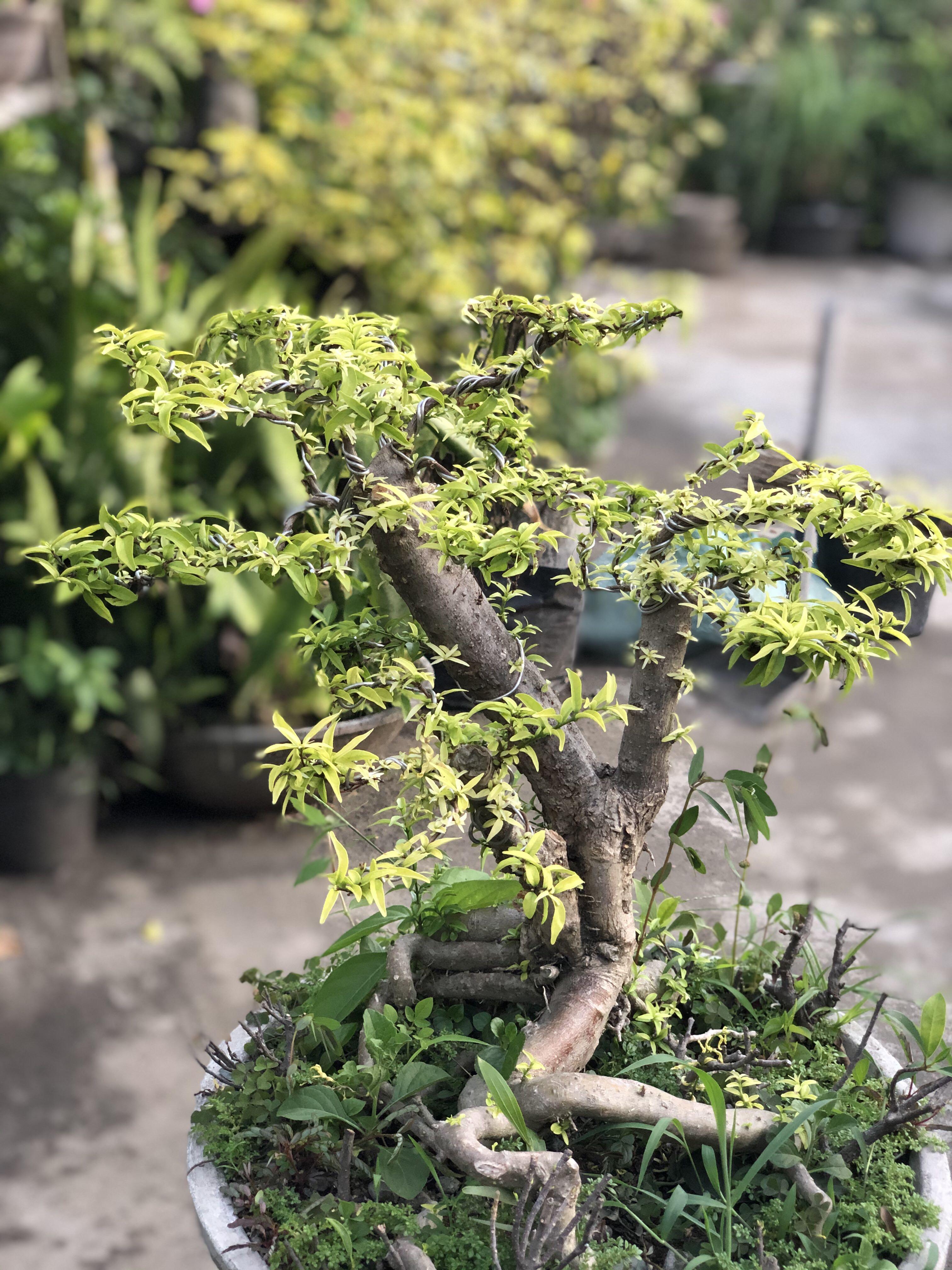 Suamei Bonsai Gardening Flowers Plants On Carousell