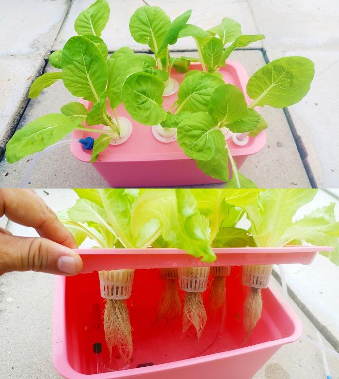 Hydroponics Kit Set Gardening Pots Planters On Carousell