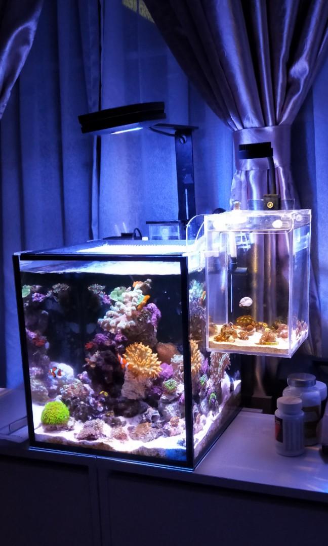 Buy INNOVATIVE MARINE Siphon Tube Screen For Aquariums, Gravel