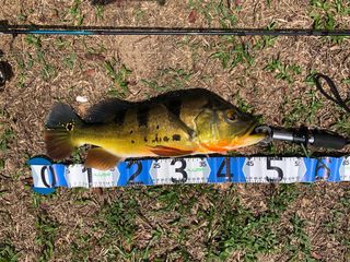 (Category: ) located in . Submitted by kamikaze_flies (Listing ID 1000058927, Image 1). Description: .