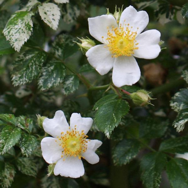 代訂日本斑入照萊雅薔薇 斑葉姬玫瑰 花葉小苗 傢俬 家居 園藝 植物及種子 Carousell