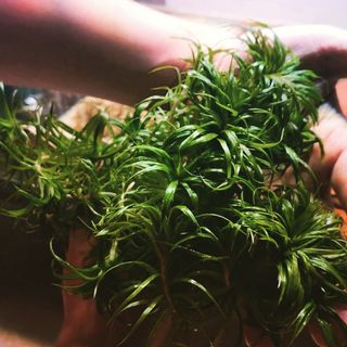 (Category: ) located in . Submitted by collectoraquatics (Listing ID 286881188, Image 1). Description: .