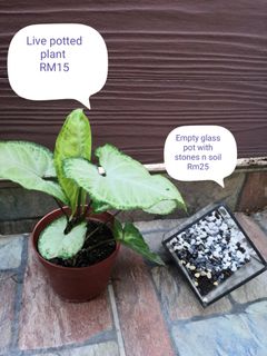 (Category: ) located in . Submitted by homemaker9 (Listing ID 1000191414, Image 1). Description: .