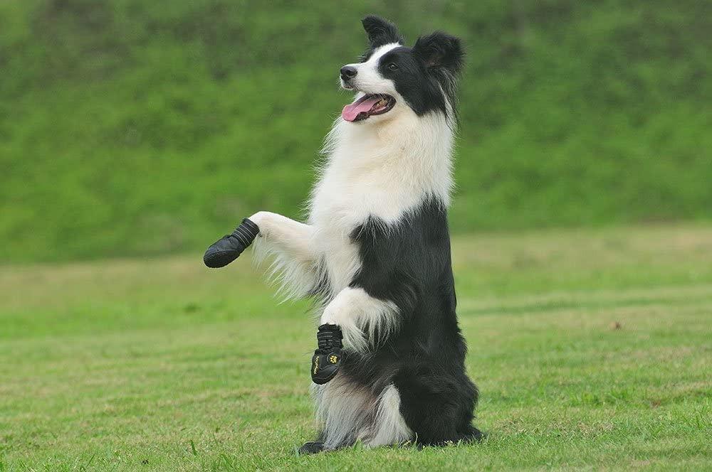 Royal care top protective dog boots