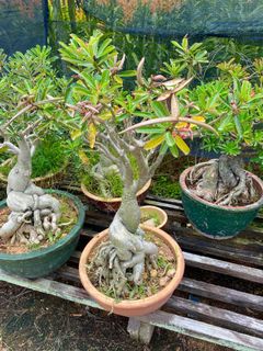 (Category: ) located in . Submitted by naokibonsai (Listing ID 1005406908, Image 1). Description: .
