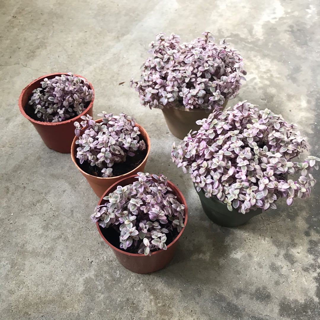 Callisia Repens Pink Lady