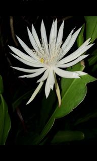 （分類：）位於 。 由 agneshohoho 提交（商品編號 1005444693，圖片 1）。簡介： 。