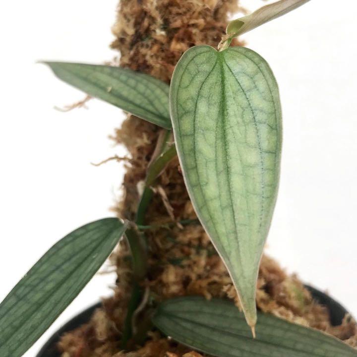 Philodendron Burle Marx Fantasy Furniture Home Living Gardening Plants Seeds On Carousell