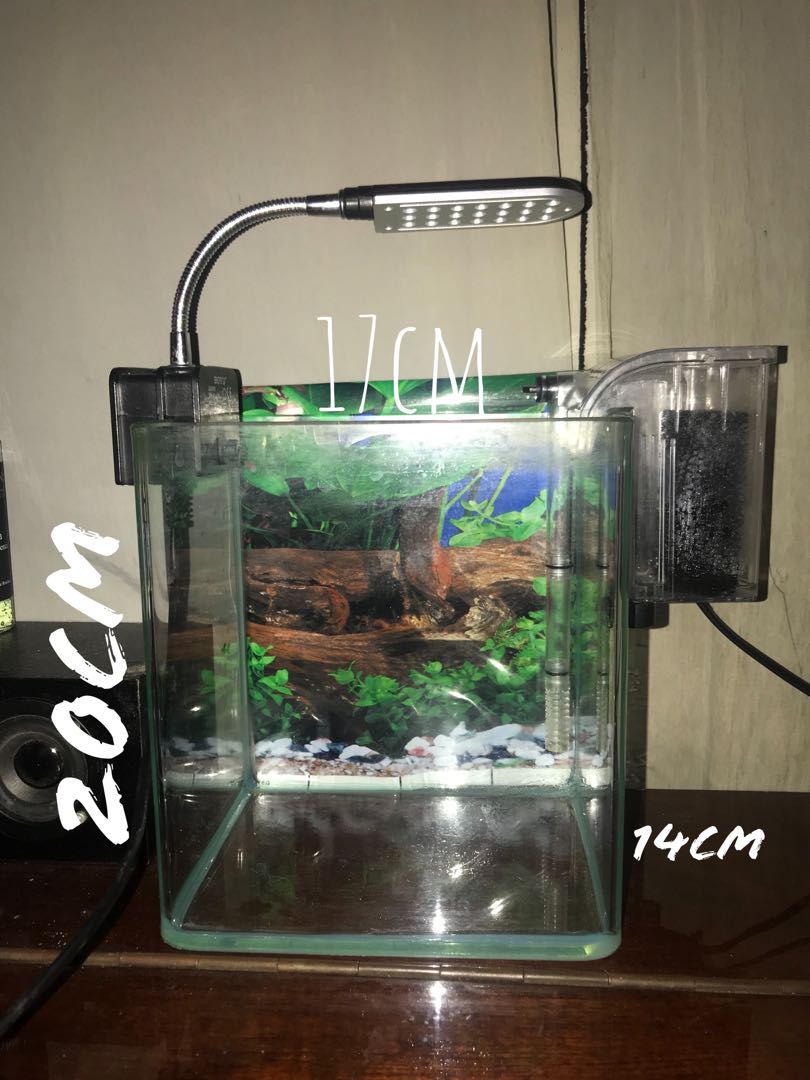 魚缸 燈光 過濾100 Work 高 Cm 闊17 Cm 長14 Cm 因為養金魚要升級所以換 寵物用品 寵物飾物 Carousell 魚缸 燈光 過濾100 Work 高 Cm 闊17 Cm 長14 Cm 因為養金魚要升級所以換 寵物用品 寵物飾物 Carousell