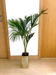 （分類：）位於 。 由 krish310894 提交（商品編號 1005592789，圖片 1）。簡介： 。