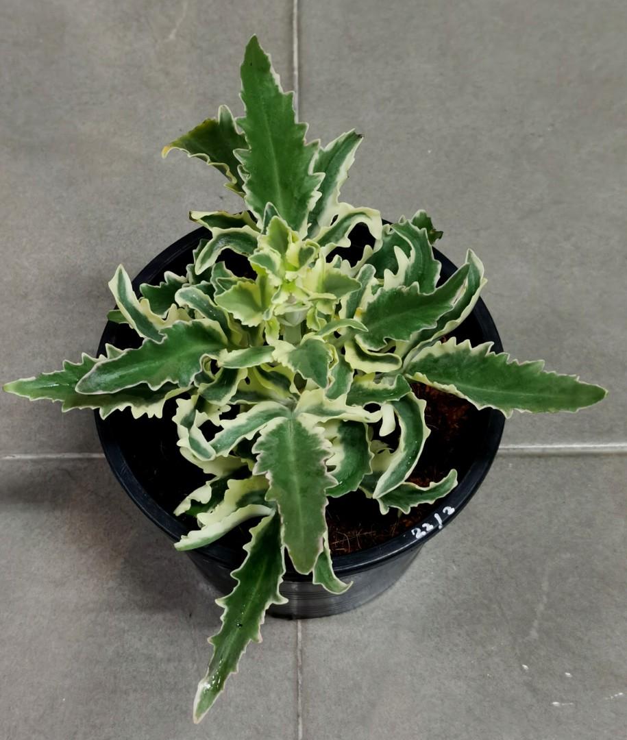 callisia repens saatgut Callisia repens 10" at SPROUT HOME