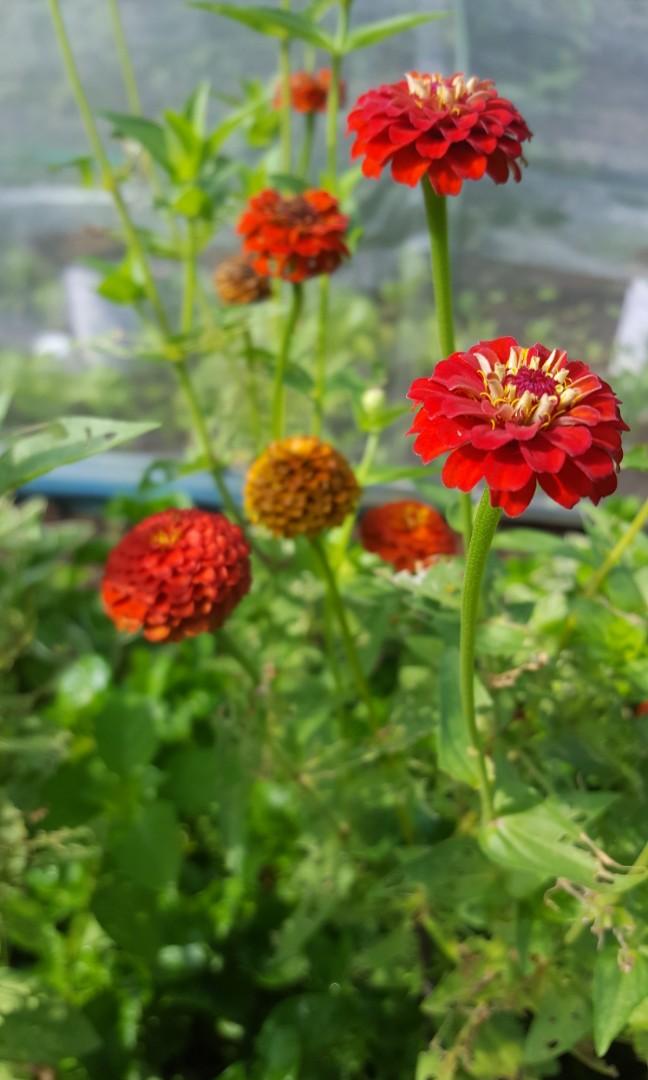 Organic Zinnia Seeds Freshly Harvested Edible Flower Pollinator Free Delivery Gardening Plants On Carou - Garden Veggie Plants Delivered Organic Zinnia Seeds Freshly Harvested Edible Flower Pollinator Free Delivery Gardening Plants On Carou - Garden Veggie Plants Delivered