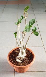 Thai Adenium Desert Rose 富贵花 Plant Pot Planter