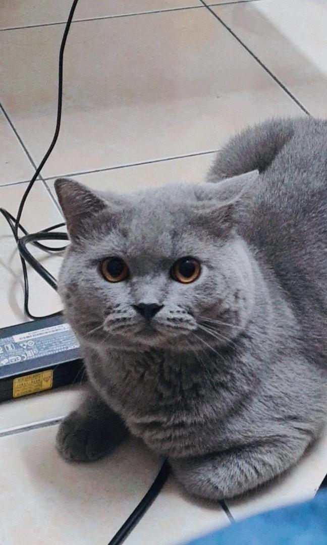 Preloved british shorthair clearance
