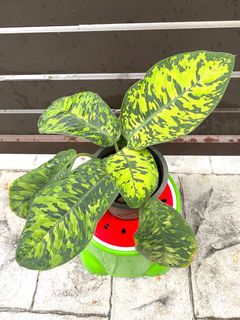 (Category: ) located in . Submitted by ohpokok (Listing ID 1005825347, Image 1). Description: .