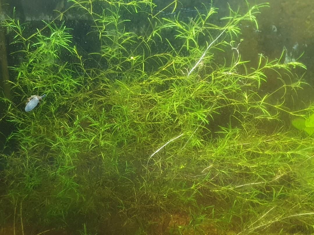guppy grass carpet