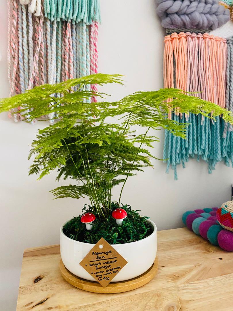 Tabletop Zen Garden Fengshui Asparagus Fern Mushroom Round White Ceramic Pot Gardening Plants On Carousell