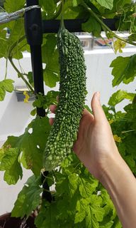 (Category: ) located in . Submitted by steadfastseeds (Listing ID 1005860125, Image 1). Description: .