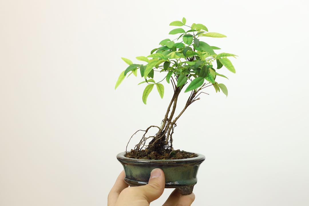 日本南天竹提根盆栽 傢俬 家居 園藝 植物及種子 Carousell