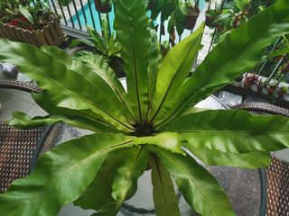 (Category: ) located in . Submitted by kennyt1985 (Listing ID 1006029166, Image 1). Description: .
