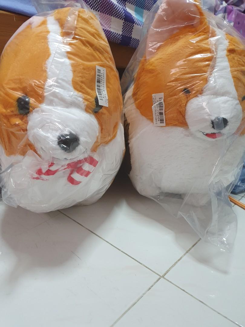 Ichini the corgi 2025