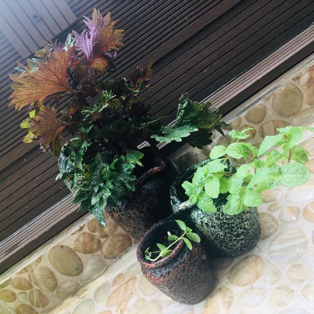 4合1 有機香草可食用紫羅勒 紫蘇 檸檬香脂 薄荷園藝盆景盆栽4 In 1 Organic Edible Herb Purple Basil Perilla Lemon Balm Mint Bonsai Tree Botanical Plant