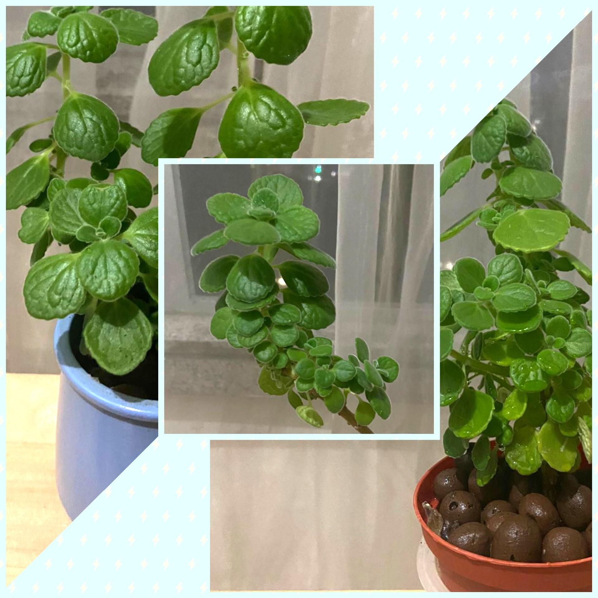 易養 綠化小盆栽 適合新手入門 傢俬 家居 Gardening Plants Carousell