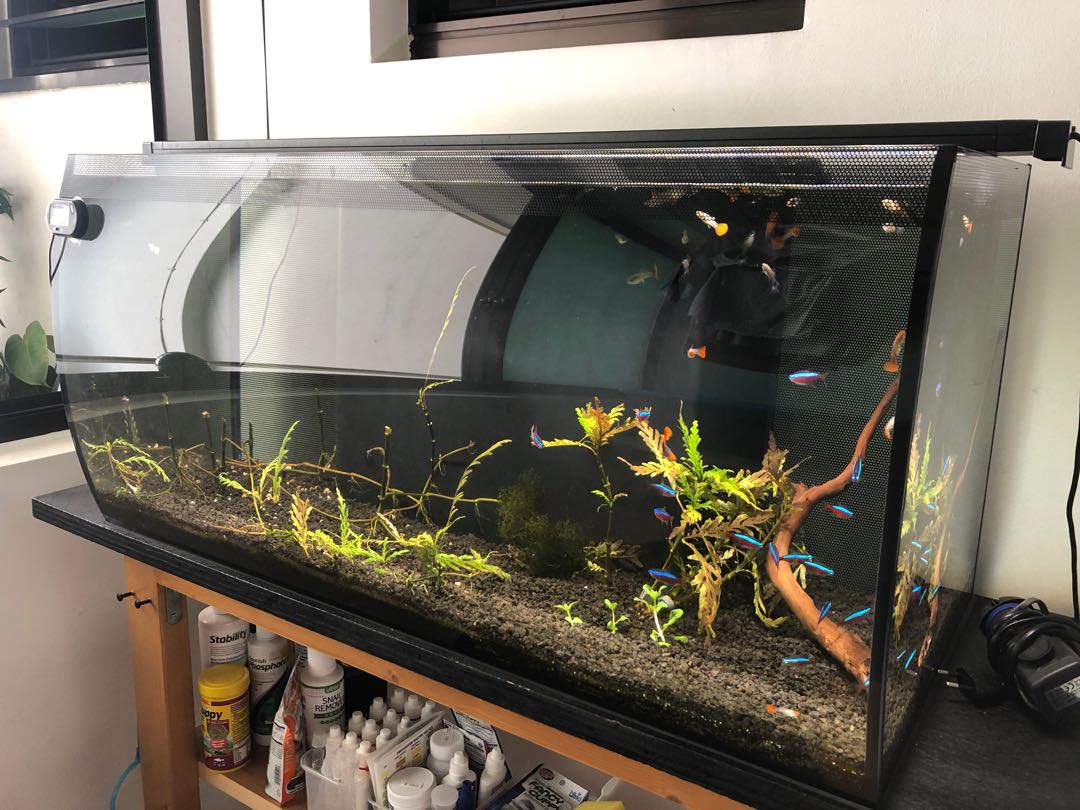 Fluval Flex Aquarium 123L Pet Supplies Homes Other Pet
