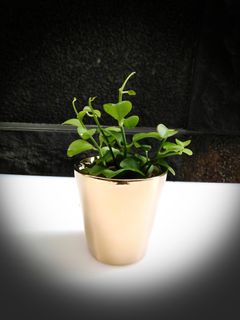 (Category: ) located in . Submitted by mygardenspace (Listing ID 1006226996, Image 1). Description: .
