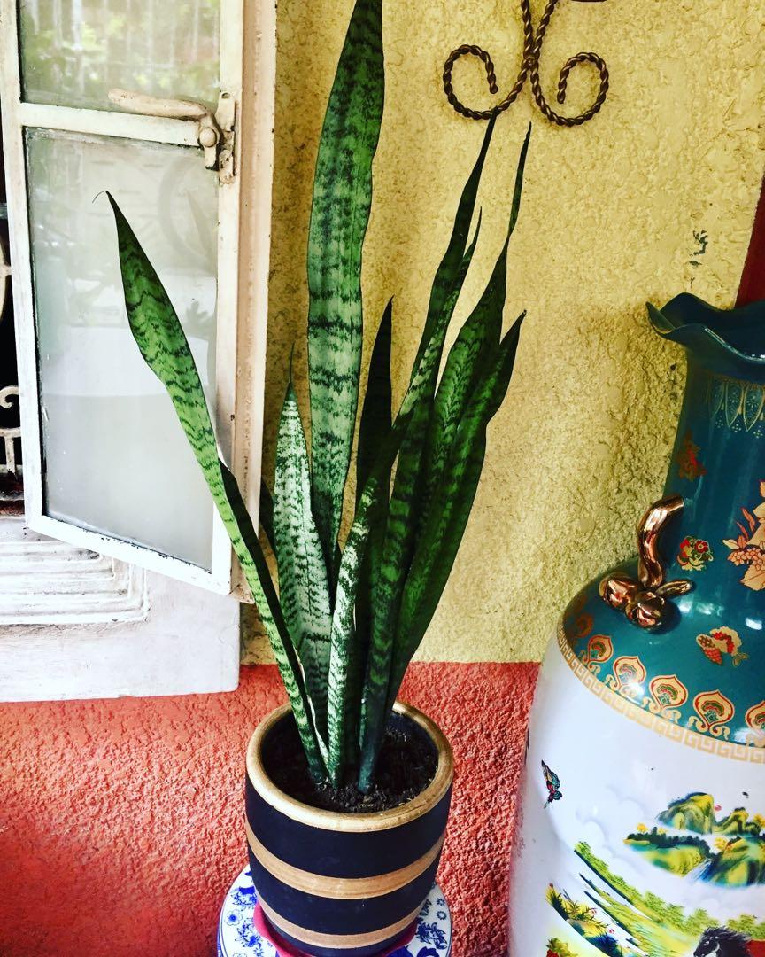 Sansevieria Plants Indoor Plants 38 Inches Tall Gardening Flowers Plants On Carousell