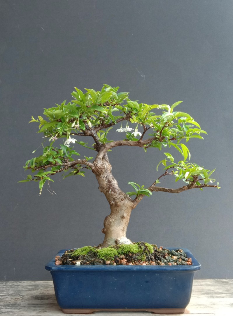 Bonsai Jeliti Water Jasmine Home Furniture Gardening On Carousell