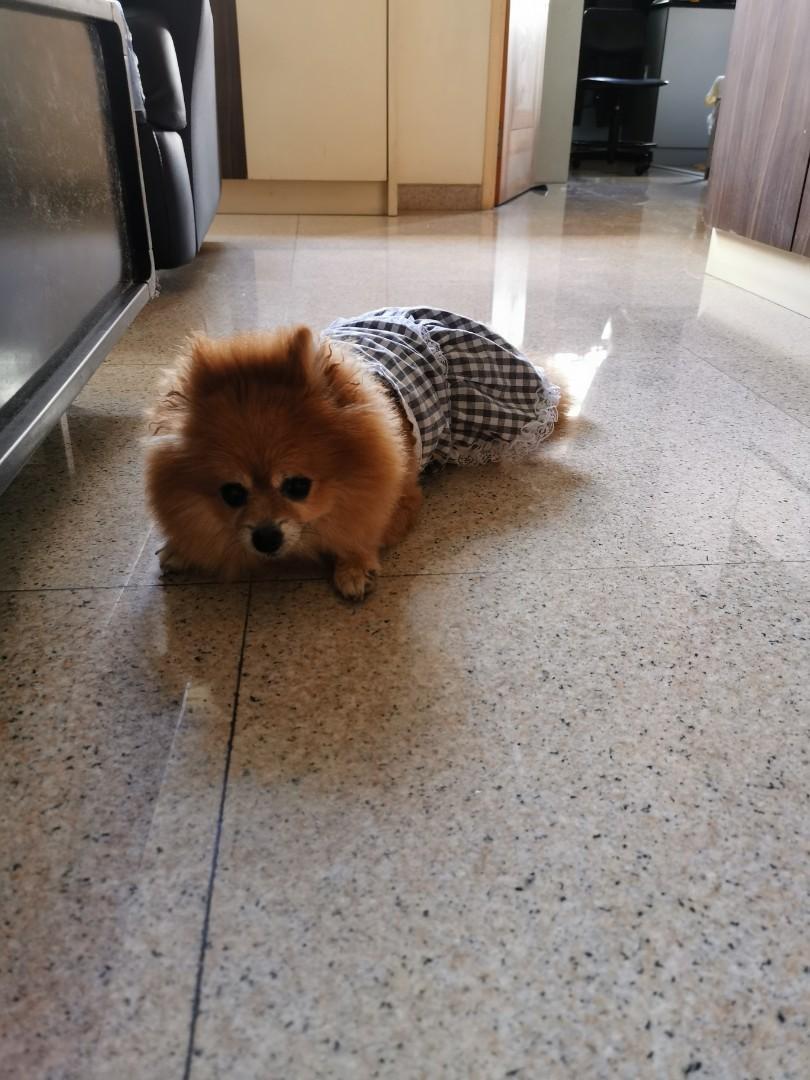 checkers pet accessories