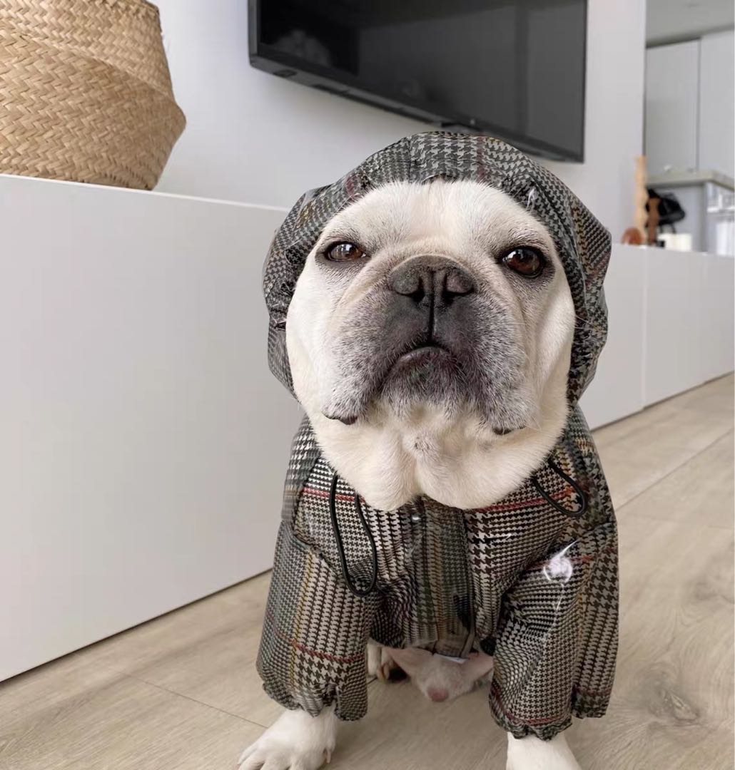 english bulldog raincoat