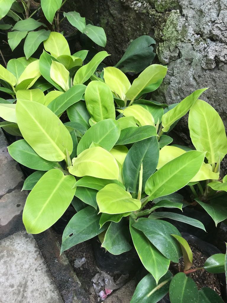 Philodendron Moonlight Plant Indoor House Plant Gardening Flowers Plants On Carousell