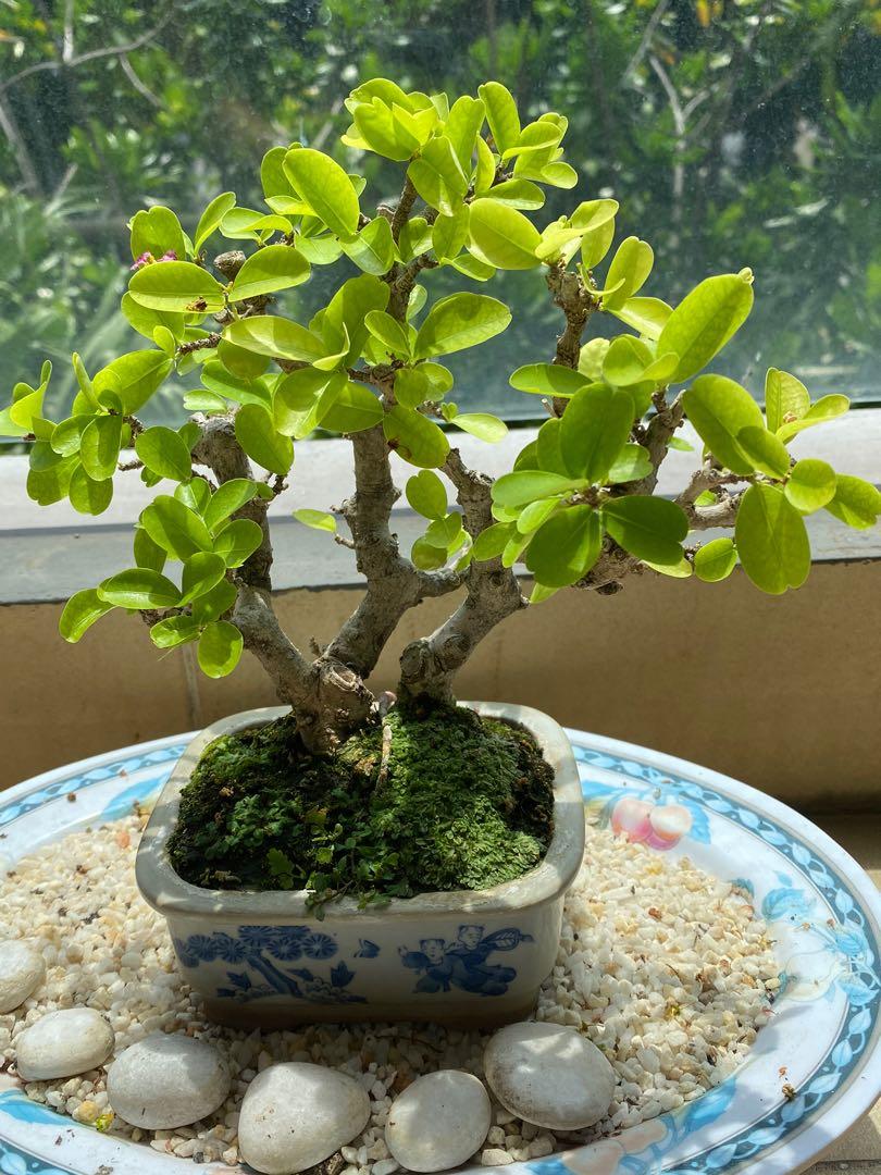 Bonsai Cherry Apple Tree In Japanese Pot Gardening Plants On Carousell