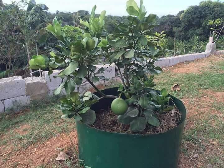 Grafted & bearing fruit trees, Furniture & Home Living, Gardening