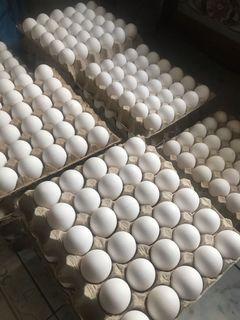 Fresh Eggs Large