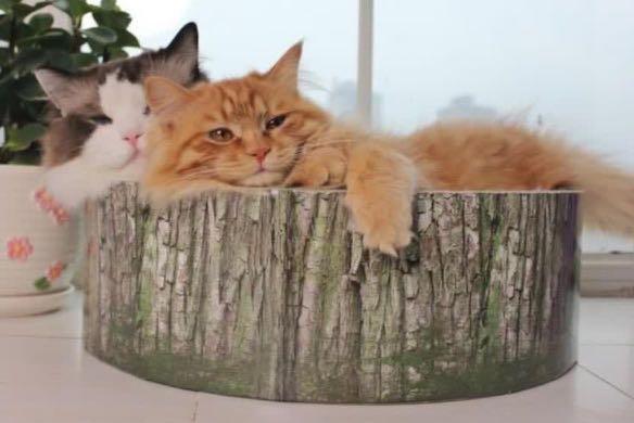 cat scratching tree trunk