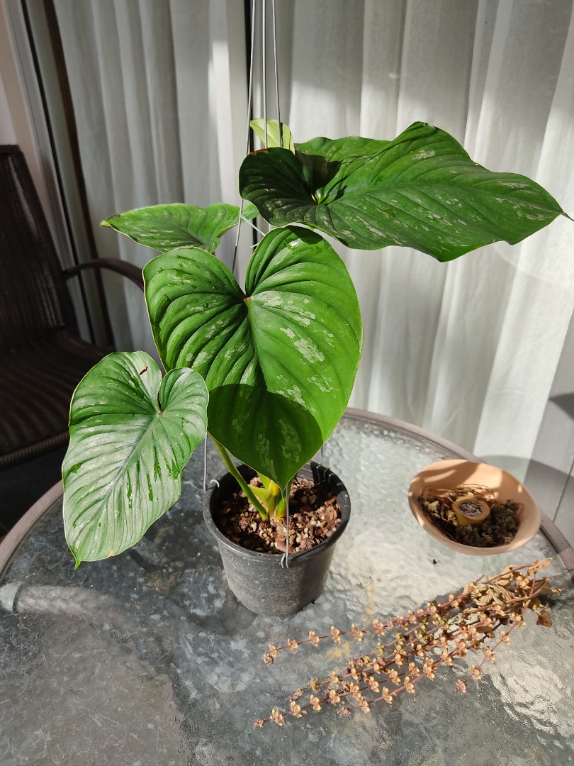 Philodendron Mamei Silver Cloud Home Furniture Gardening On Carousell