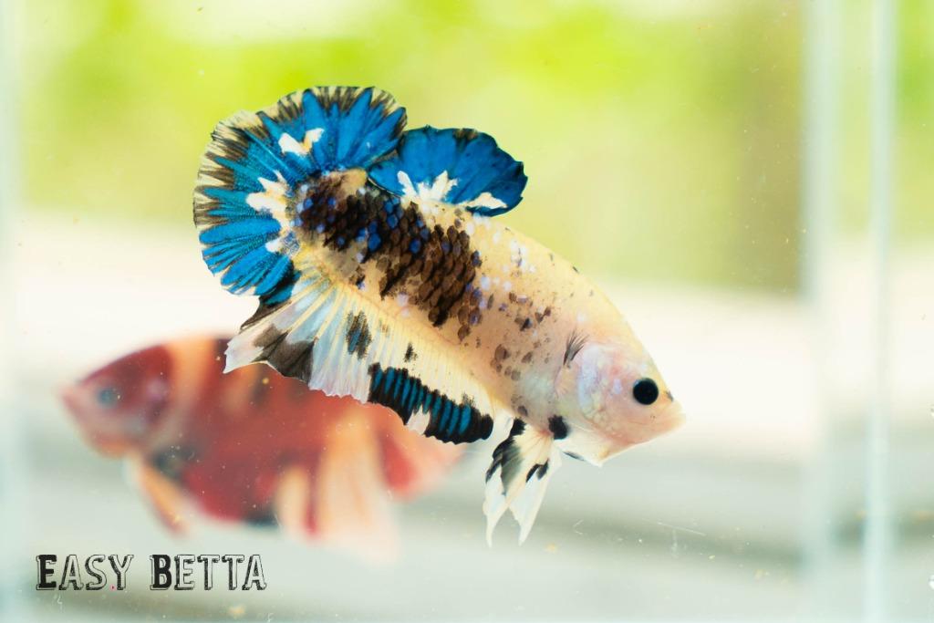 Yellow Galaxy Koi Halfmoon Plakat Pet Supplies Pet Accessories On Carousell