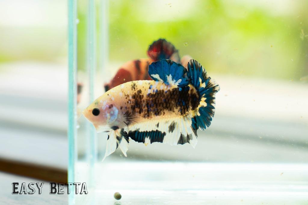 Yellow Galaxy Koi Halfmoon Plakat Pet Supplies Pet Accessories On Carousell