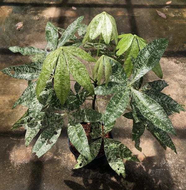 Collectors Item Variegated Pachira Aquatica Gardening Plants On Carousell