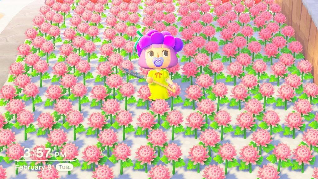 Gold Roses, Purple Hyacinths, & other hybrid flowers Animal Crossing
